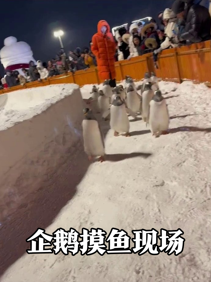 企鹅雪地“摸鱼”现场，围观群众笑出鹅叫