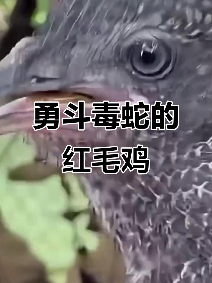 红毛鸡:吃辣条长大的“战斗机”,连毒蛇都怕它