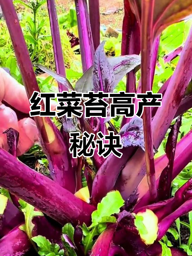 红菜苔种植小技巧,教你如何抽苔多、产量高