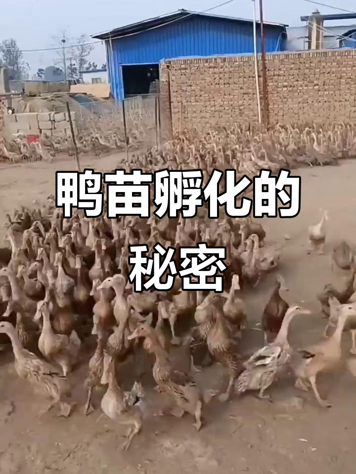 鸭苗孵化场揭秘:从蛋到小生命的成长过程