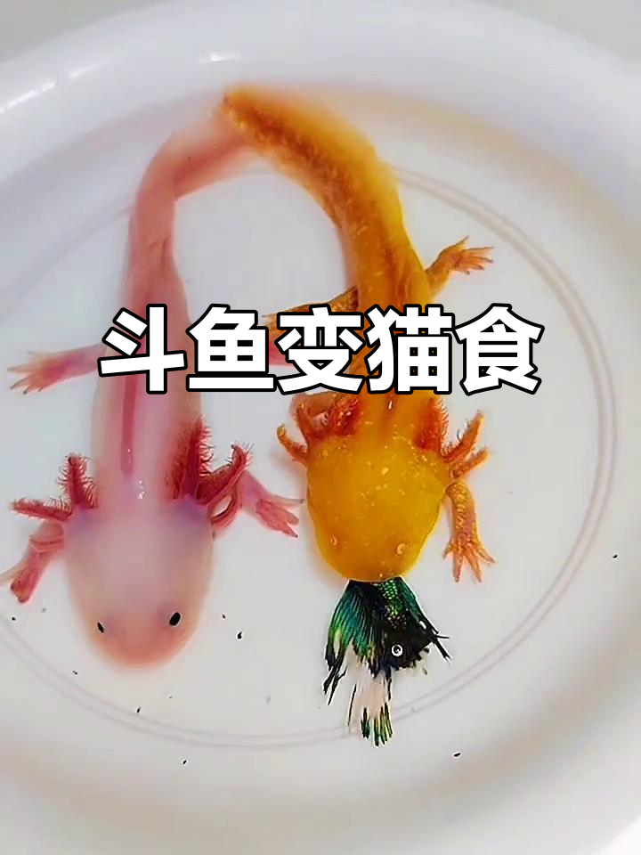 斗鱼领盒饭,竟然成了这两只猫的美餐!