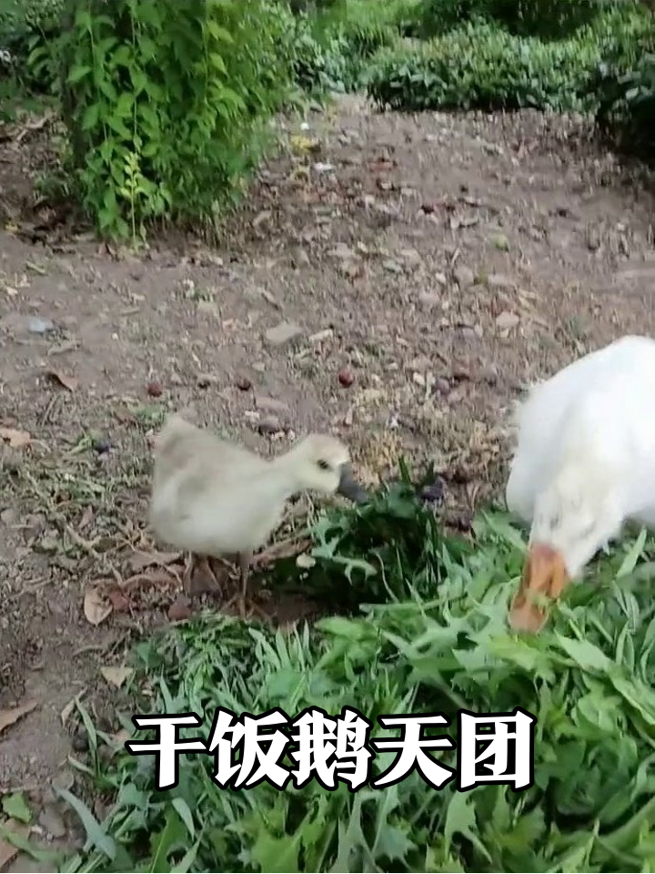 大鹅带娃干饭名场面：小鹅踮脚抢食，铲屎官加料遭疯抢