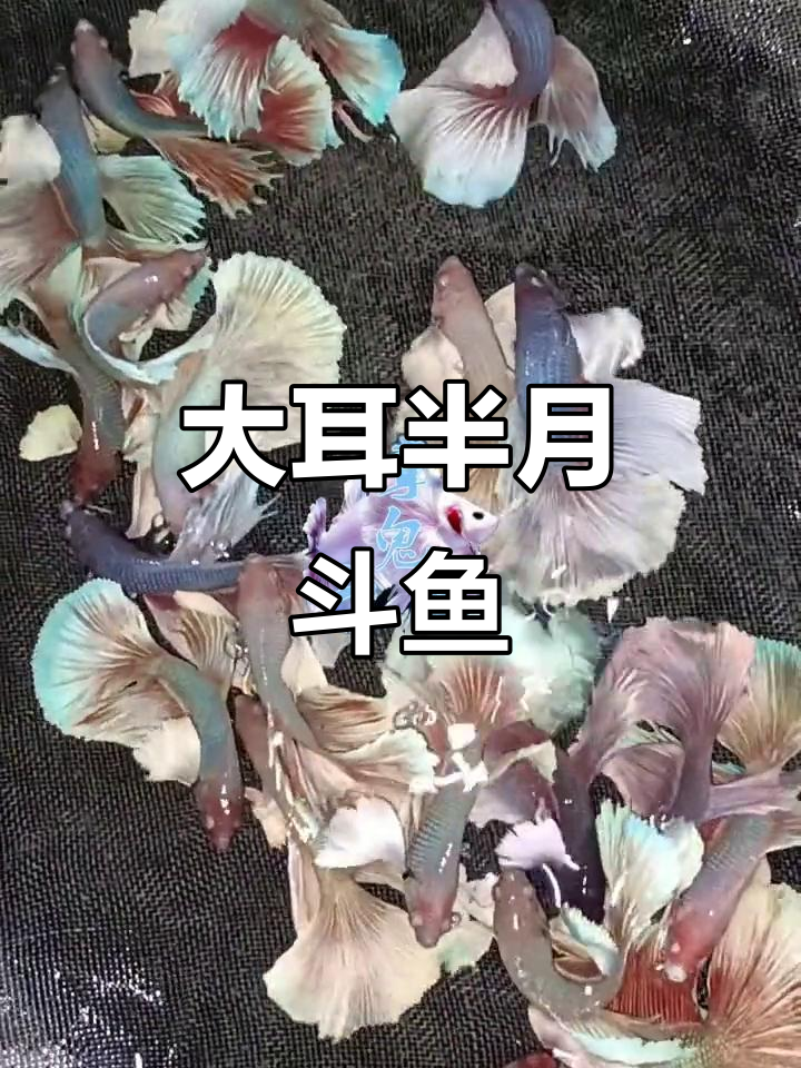 泰国斗鱼大耳半月,耳朵超萌!