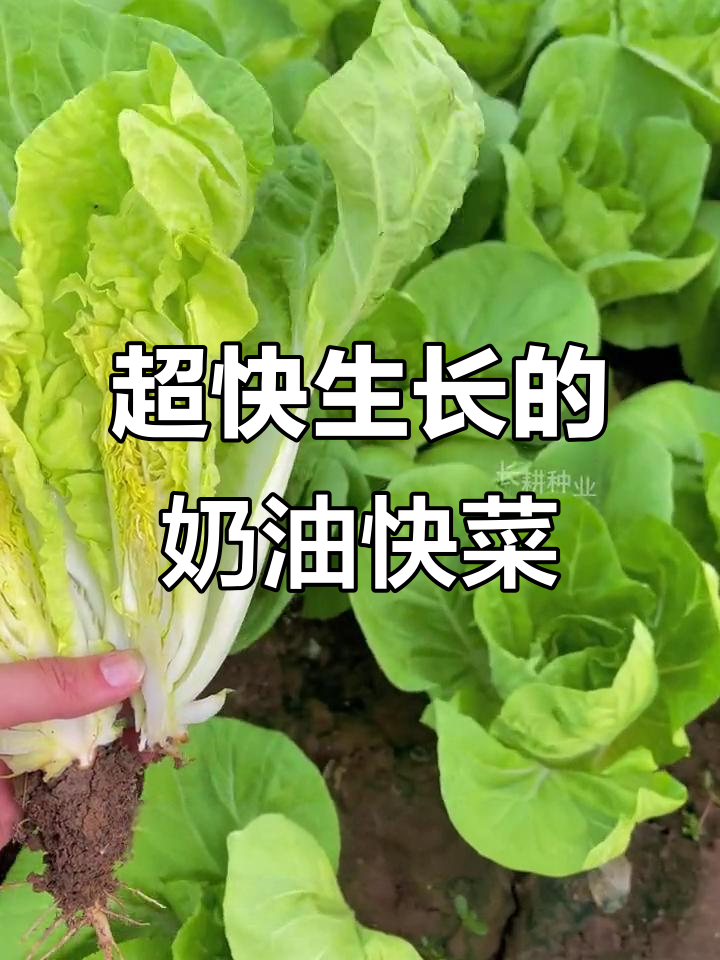 奶油快菜:比大白菜更嫩,25天就能收获,种一次爽一年