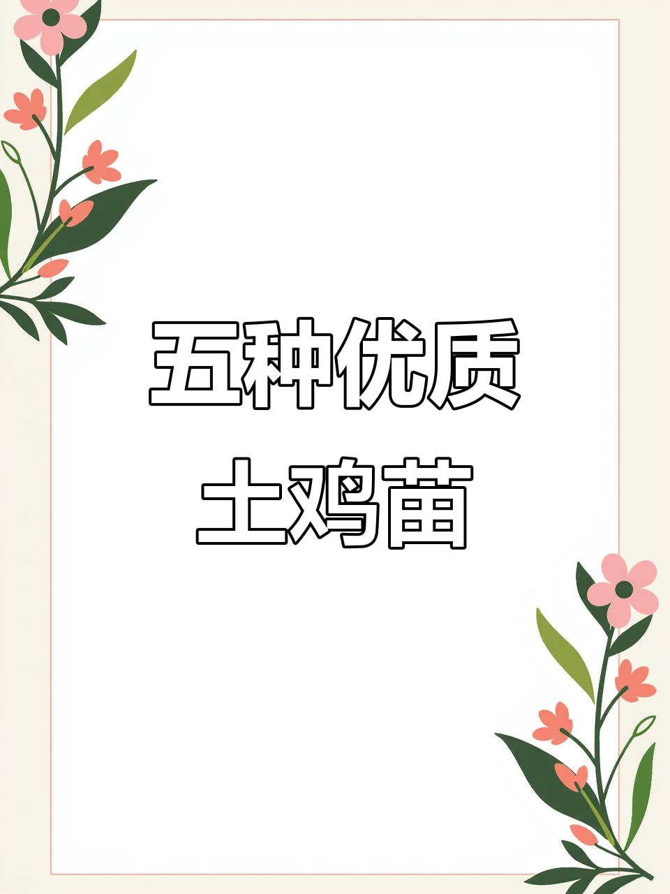 9月江山白鸡苗、鹊山鸡与五黑鸡,品质保证