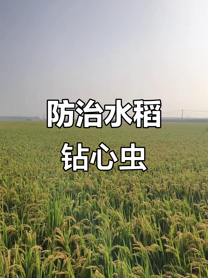 水稻钻心虫危害大,如何应对?
