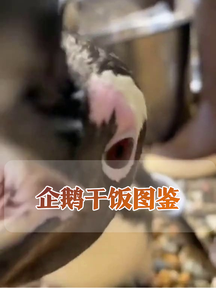 企鹅界显眼包集合!歪头杀+干饭魂笑翻网友