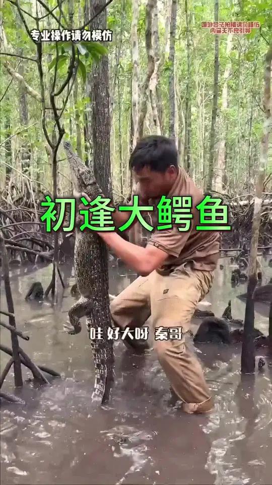 上岛首日,我们就碰上了巨型大鳄鱼,满心想着能炖一锅美味,可情哥不让吃,只能无奈放生。之后去