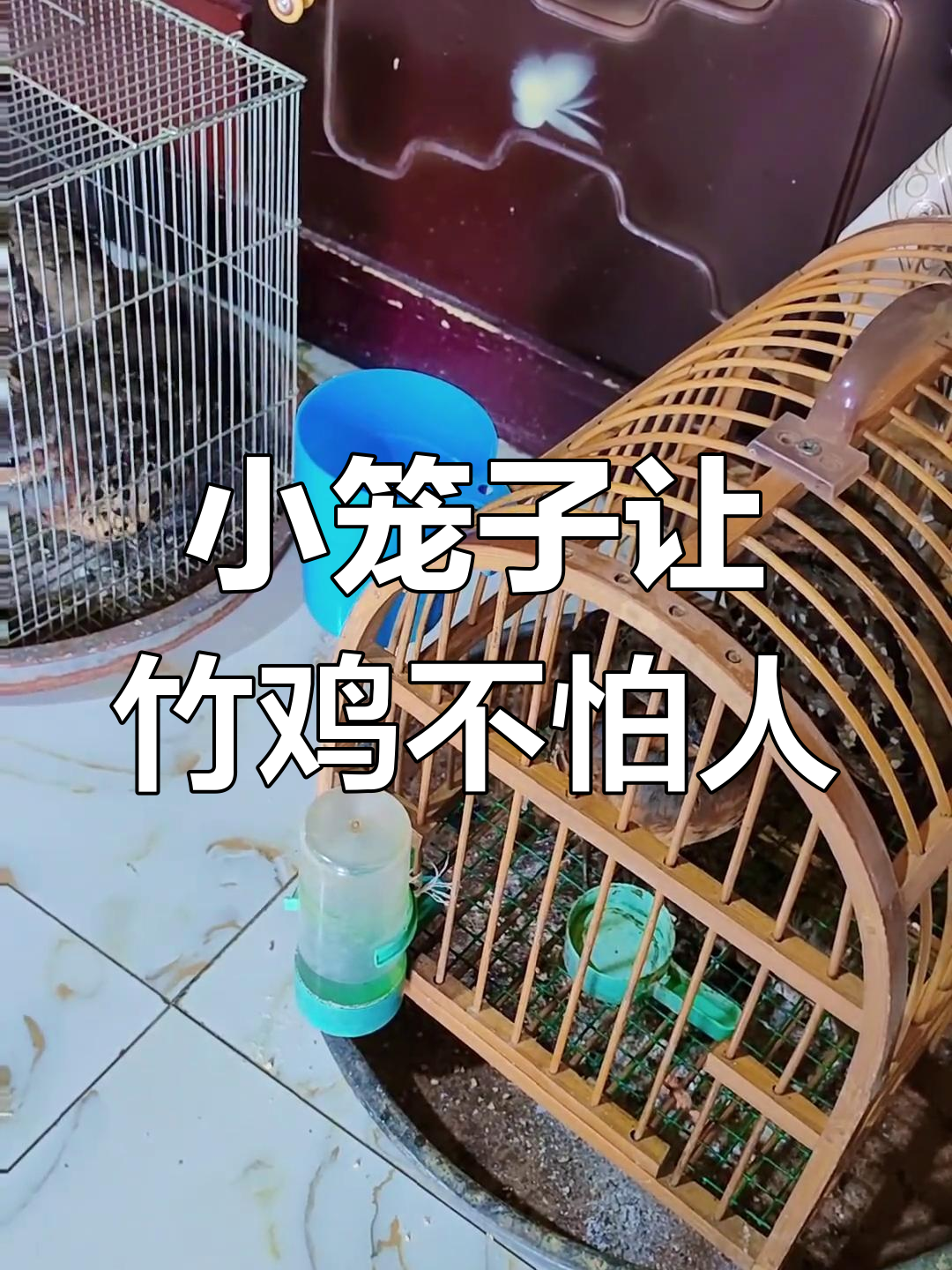 竹鸡快速驯熟技巧,小笼子最有效