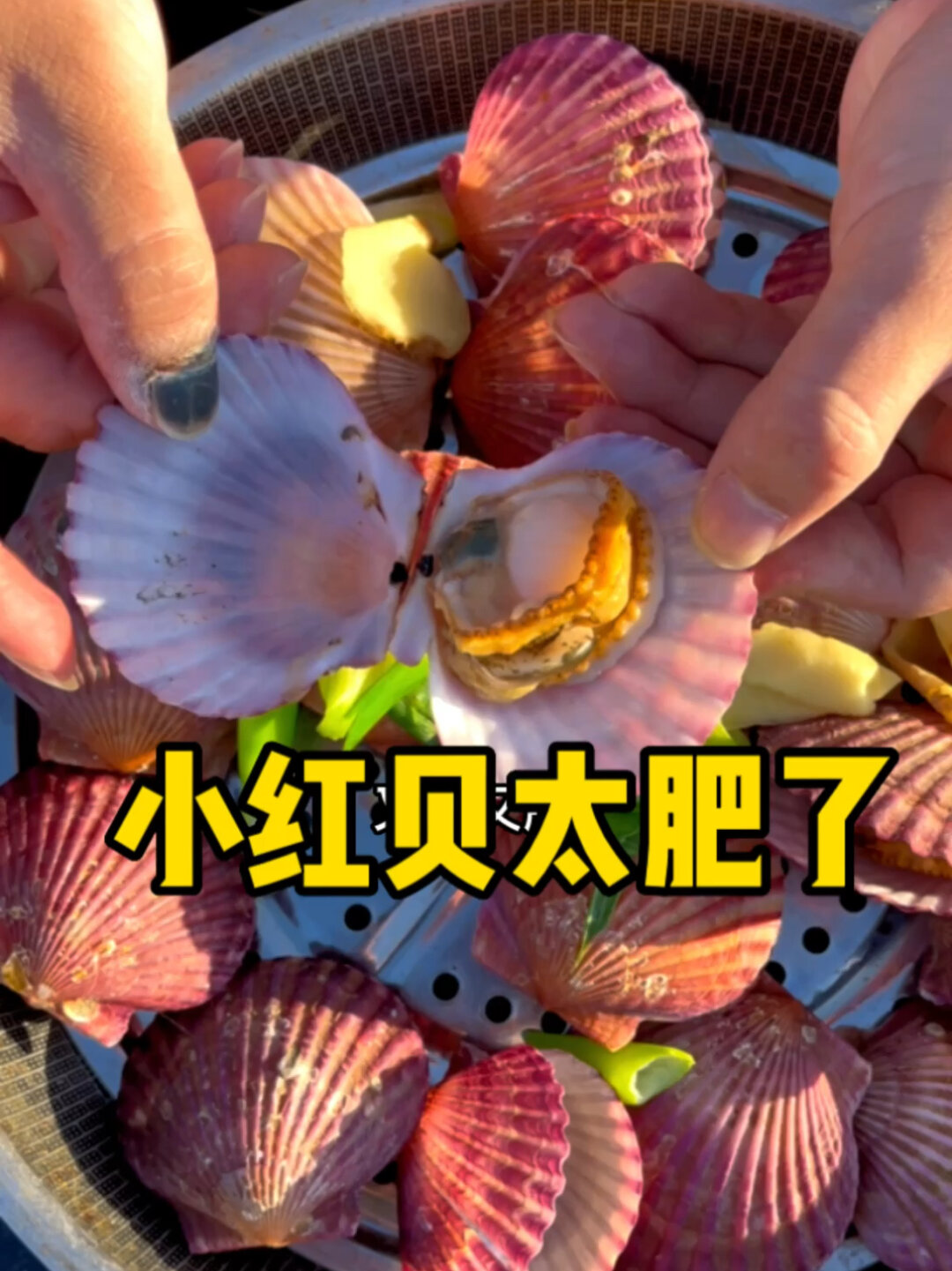 秋季海鲜扇贝清蒸做法,10秒就能学会太棒啦