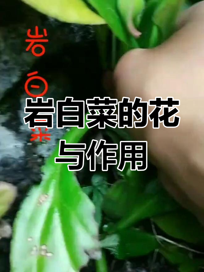 爱白菜开花揭秘,岩白菜的神奇用途