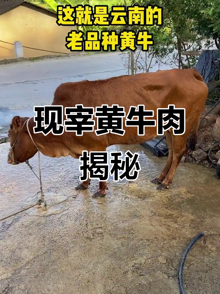 云南传统小黄牛,现宰黄牛肉大揭秘