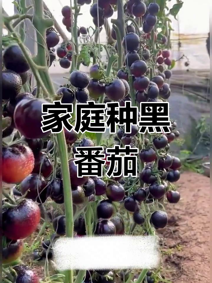 黑番茄,皮薄汁多超甜,家庭种植轻松上手