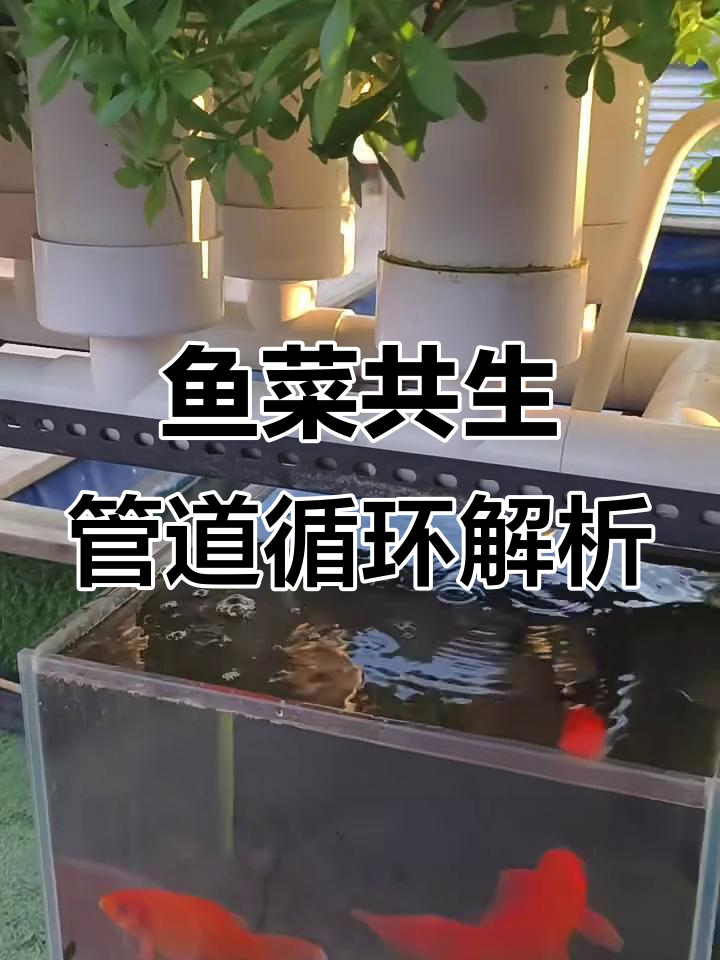 一米鱼菜共生系统：从虹吸产生到停止的完整过程揭秘