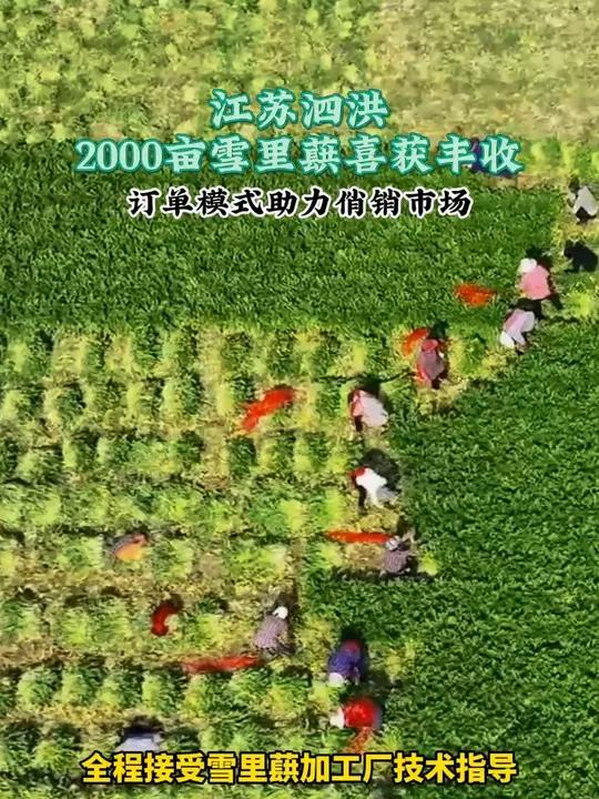 四月,江苏泗洪双沟镇近 2000 亩雪里蕻丰收啦!菜农依订单种植,有技术指导,预计 4 月
