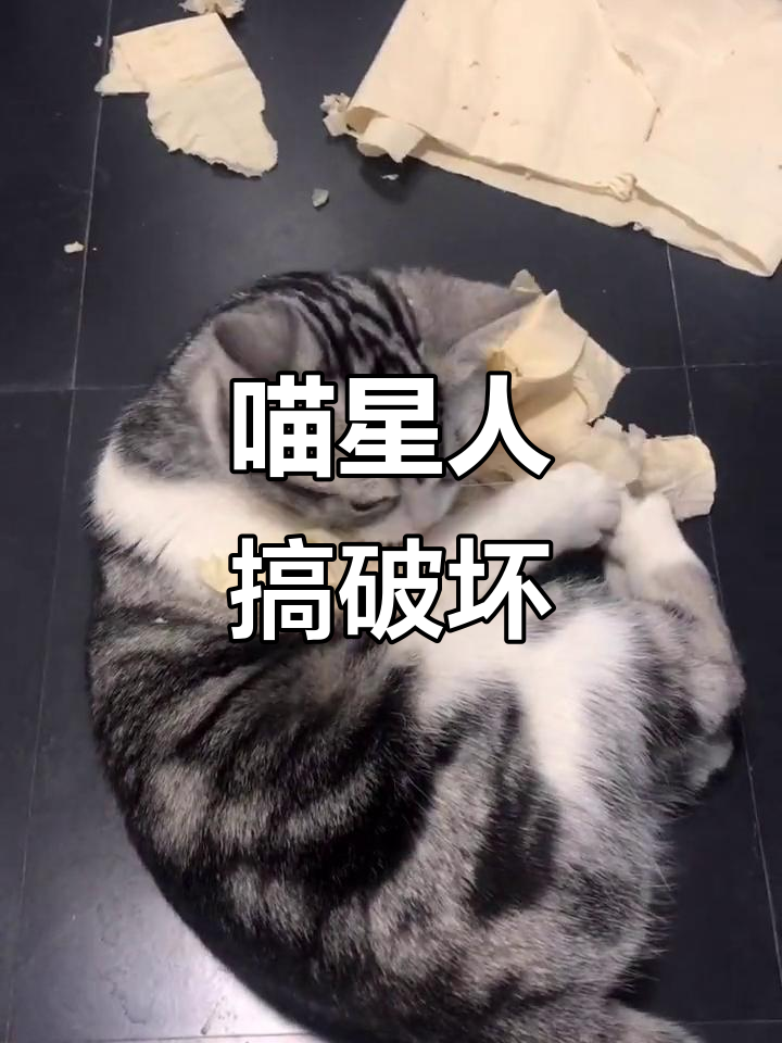 王胖调皮捣蛋,拆家惹怒主人