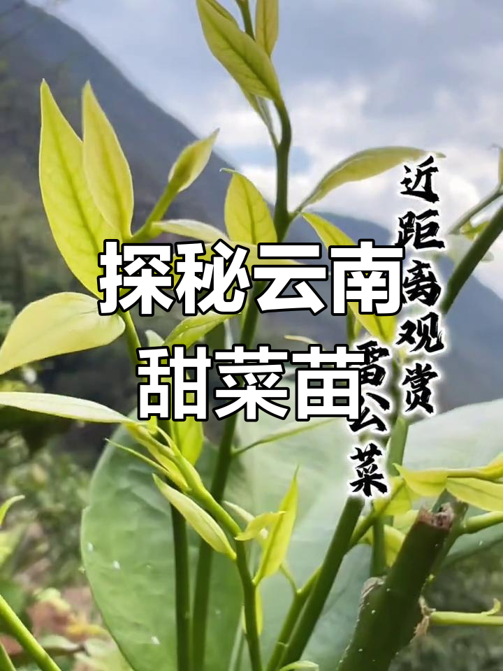 近距离观察云南长蕊甜菜,雷公菜的嫩叶魅力