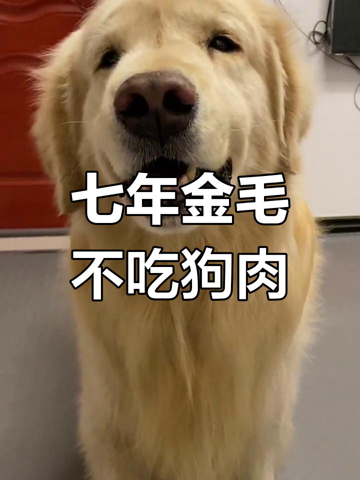 养了七年金毛,居然不让吃狗肉?真是太抠了!