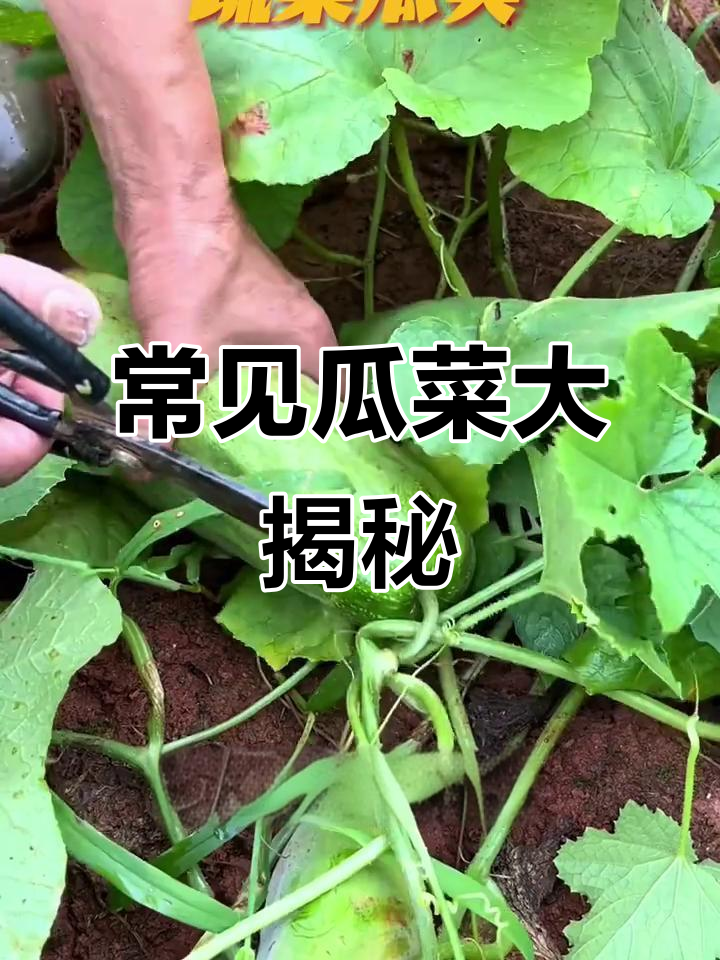 这些瓜类蔬菜,你能叫出它们的名字吗?