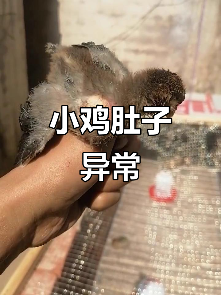 小鸡脖子鼓胀,持续多日未恢复,是不是生病了?