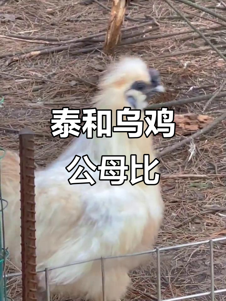 泰和乌鸡公母比例揭秘，领地意识超强