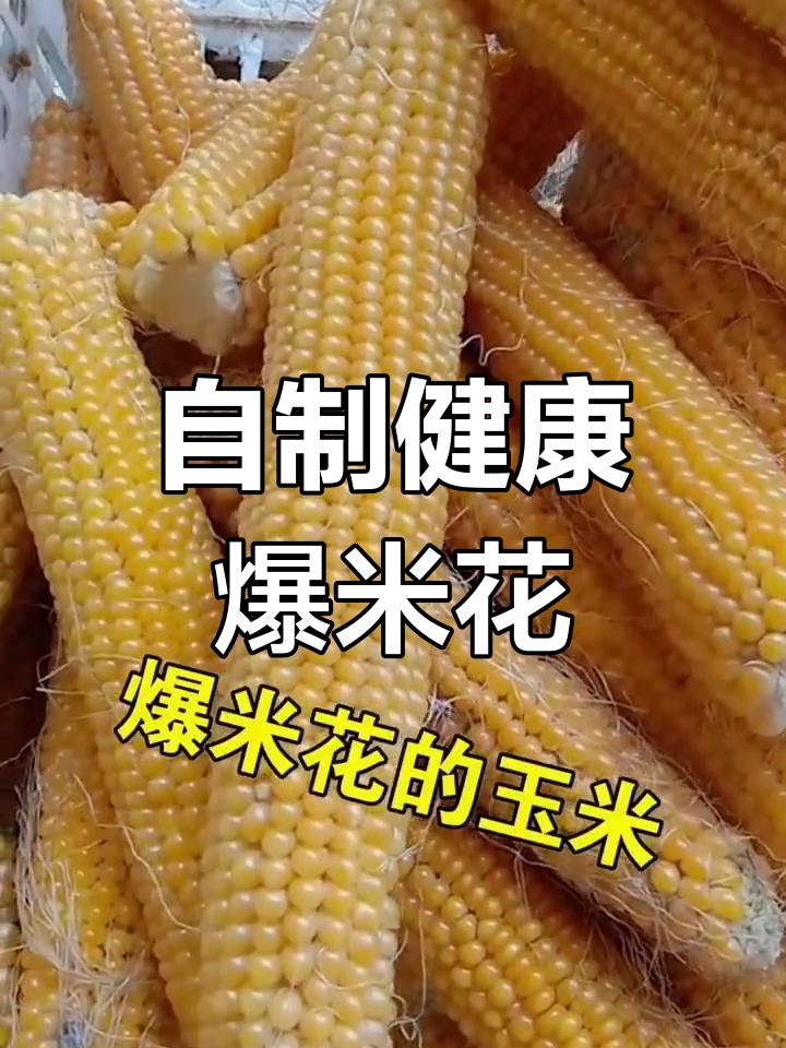 爆米花玉米种子种植指南