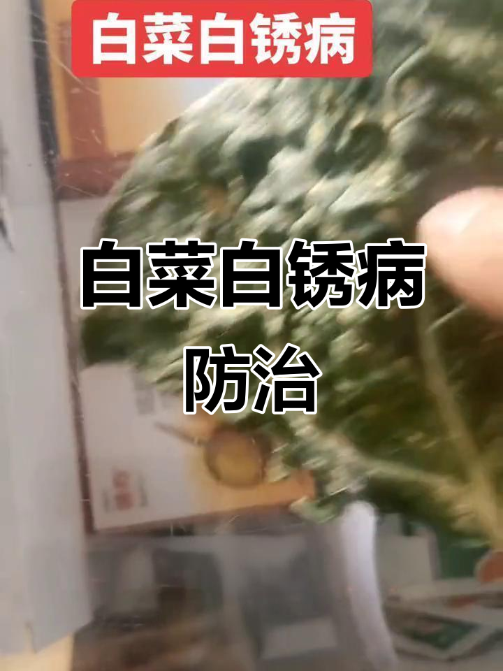白菜白锈病防治技巧,选对药剂效果翻倍