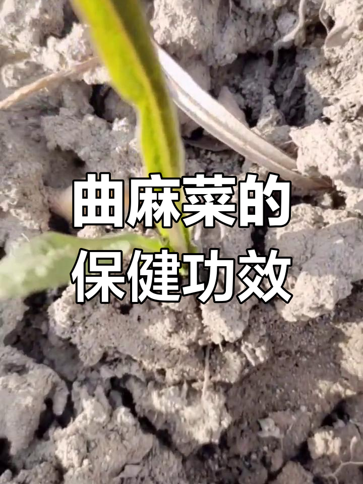 曲麻菜:清热去火、杀菌消炎,营养价值高