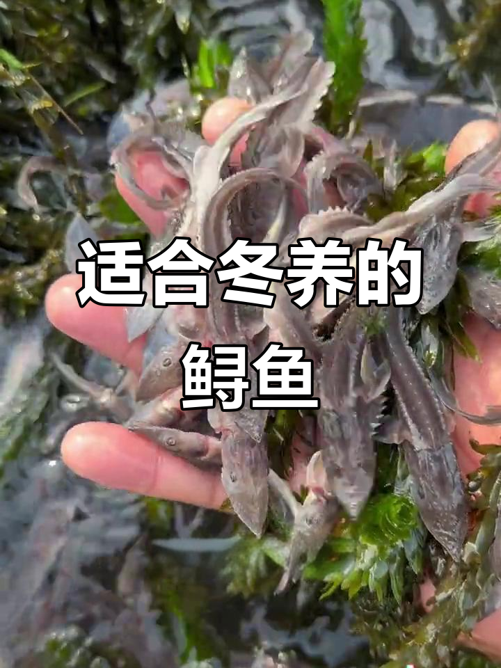 冬季养殖鲟鱼,软骨龙鱼成倍增长