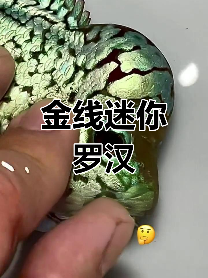 小巧罗汉鱼,金线闪耀,尽显重金属魅力