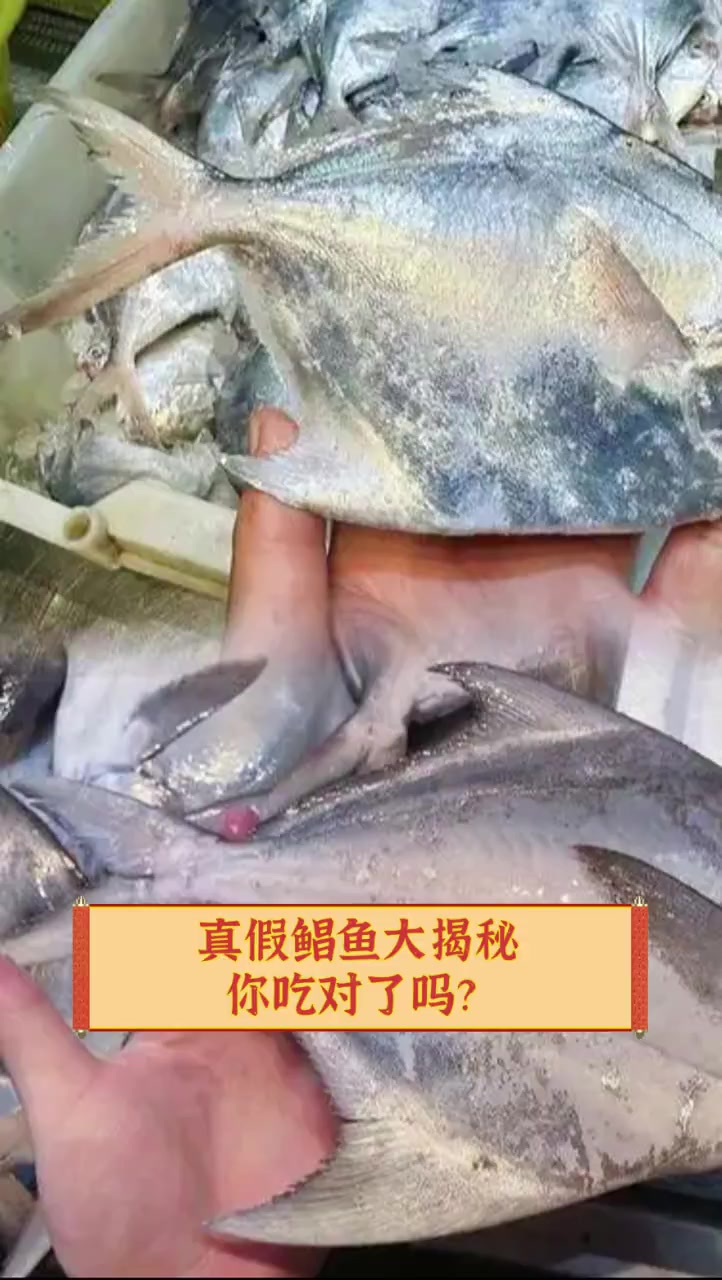 真假鲳鱼大揭秘,你吃对了吗?