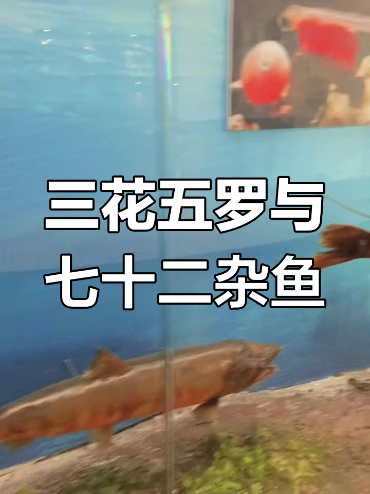 黑龙江三花五罗十八子七十二杂鱼,带你探秘博物馆的奇妙世界