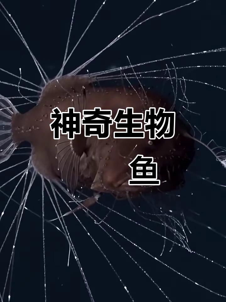 鮟鱇鱼的独特发光器官与寄生关系揭秘