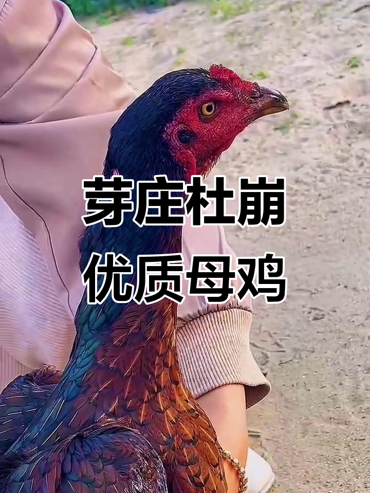越南芽庄杜崩的顶级母鸡,品质无可挑剔