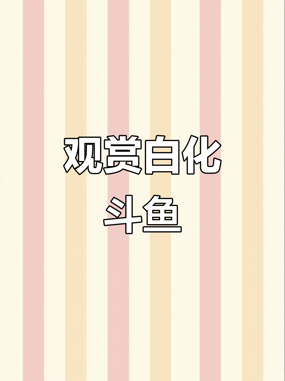 白化斗鱼公母配对,12只白头沙蟒精彩互动