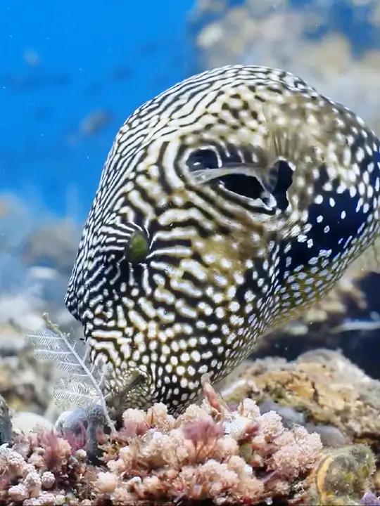 近距离拍摄五彩斑斓的海洋鱼类!海底世界 奇妙的海洋生物 蓝色治愈系