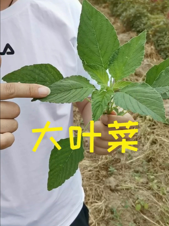 小朱带您了解大叶菜