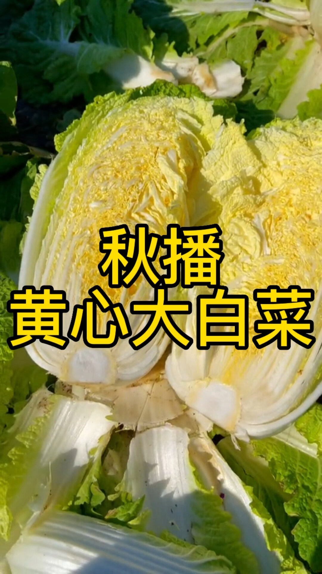 黄心大白菜