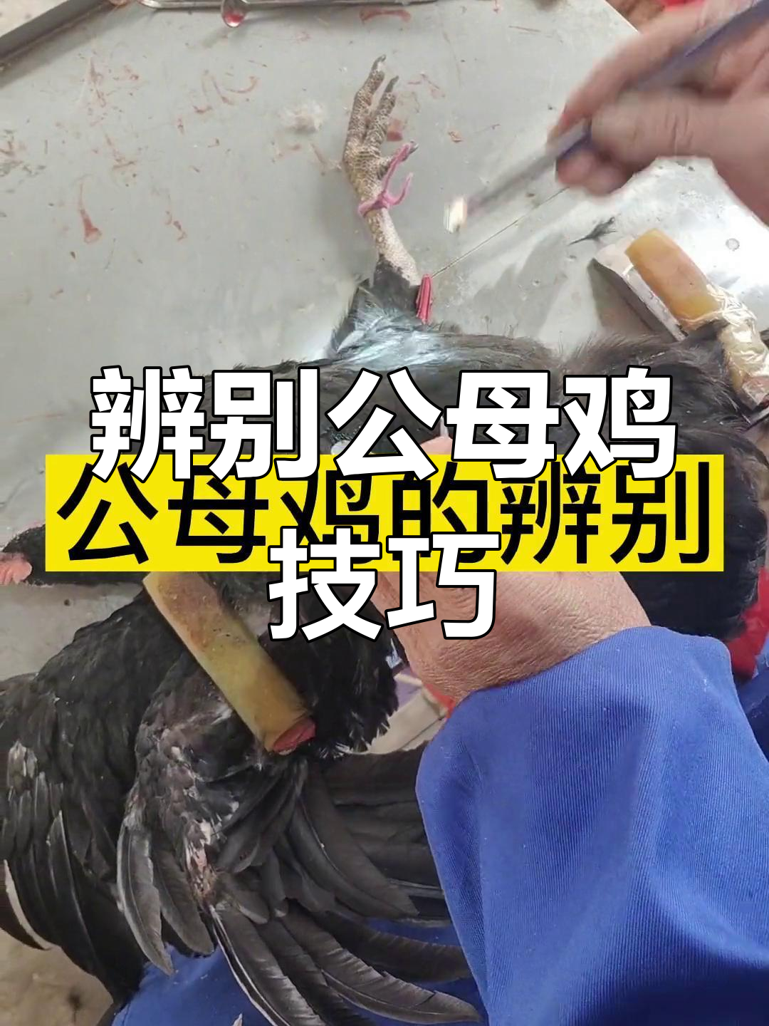 如何辨别公母鸡?看羽毛和毛尖就能分辨