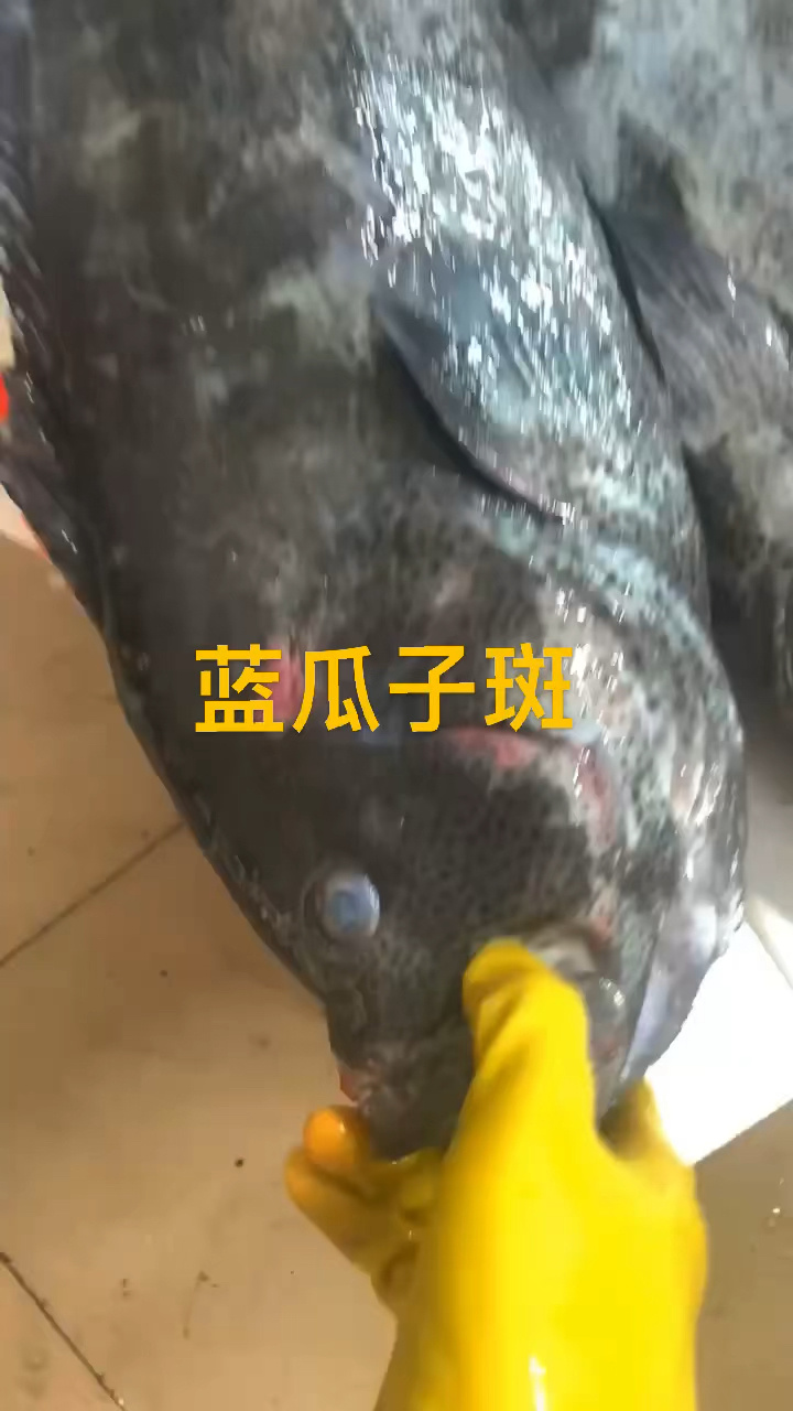 蓝瓜子斑是石斑鱼的名贵品种之一,最早仅指