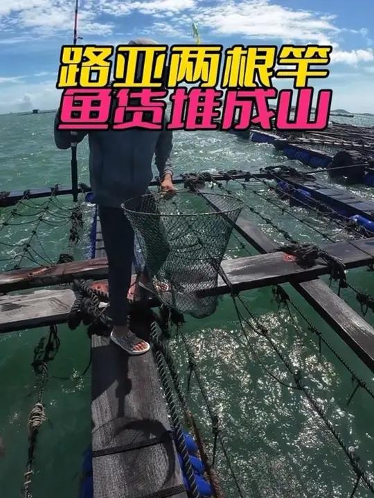 路亚两根竿,渔获堆成山,大批海鲈来啦