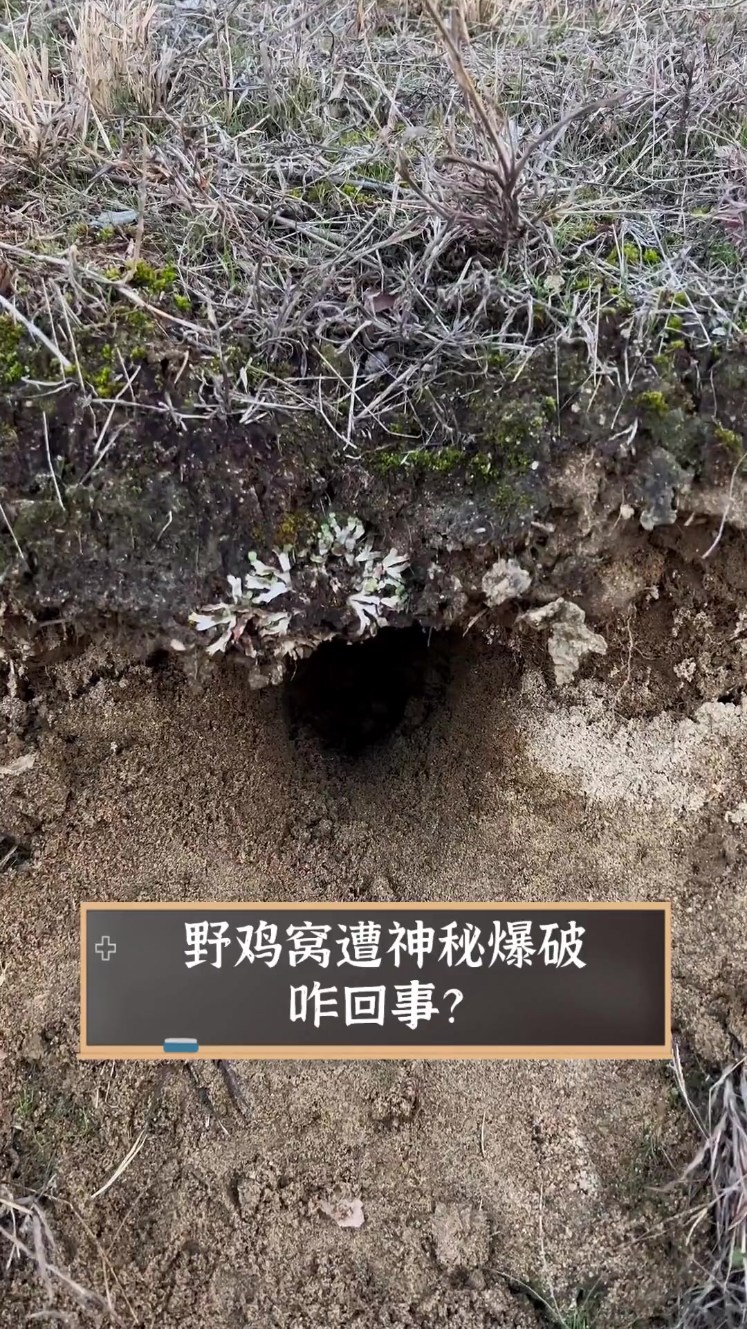 野鸡窝遭神秘爆破,咋回事?