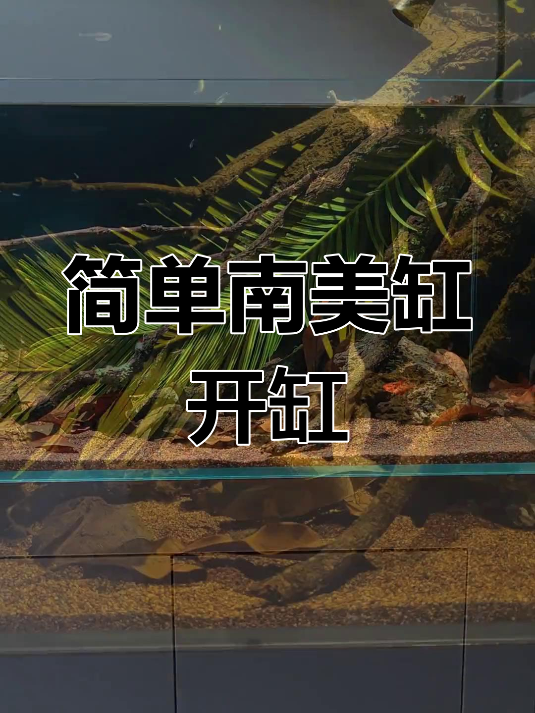 南美风格鱼缸造景教程,轻松打造自然环境