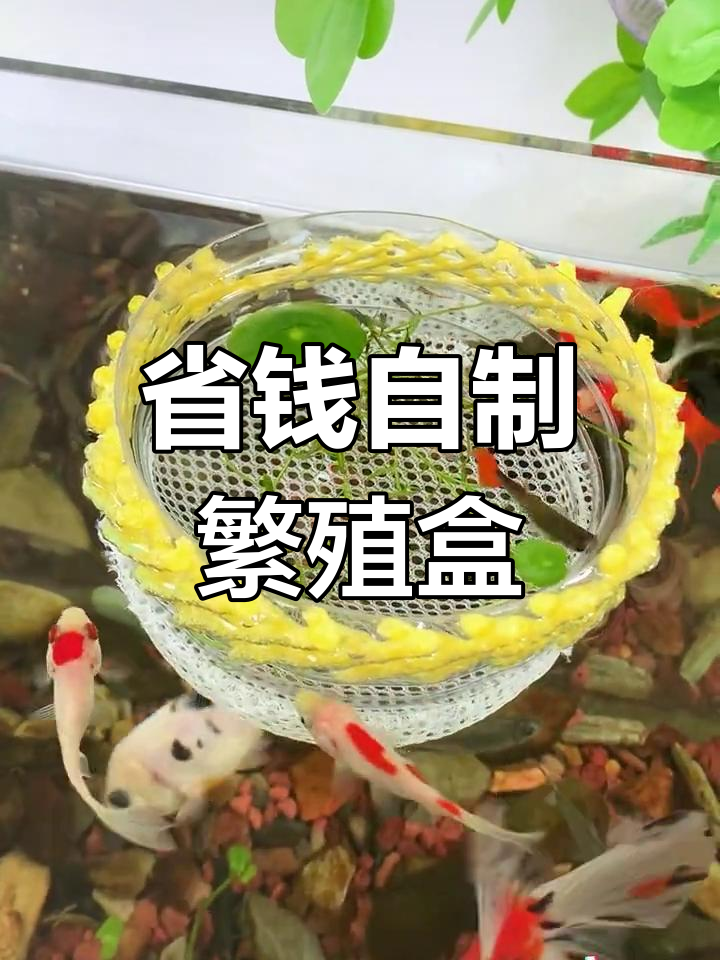 自制孔雀鱼繁殖盒教程,轻松搞定
