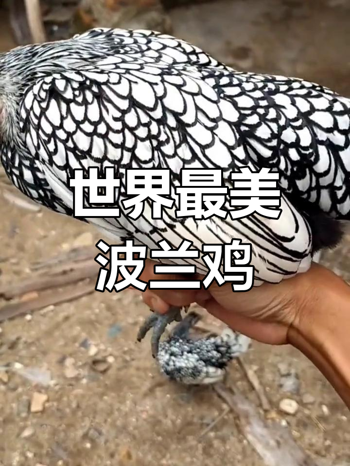 波兰鸡:美丽如花瓶,温顺又可爱