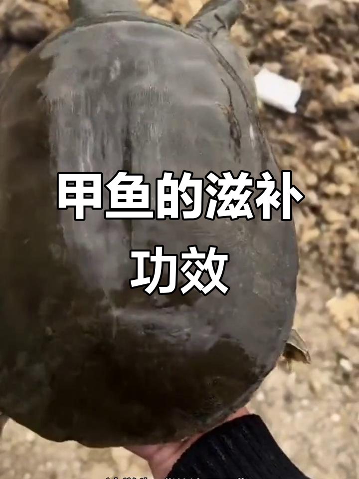 甲鱼:滋补圣品,补肾益精效果显著