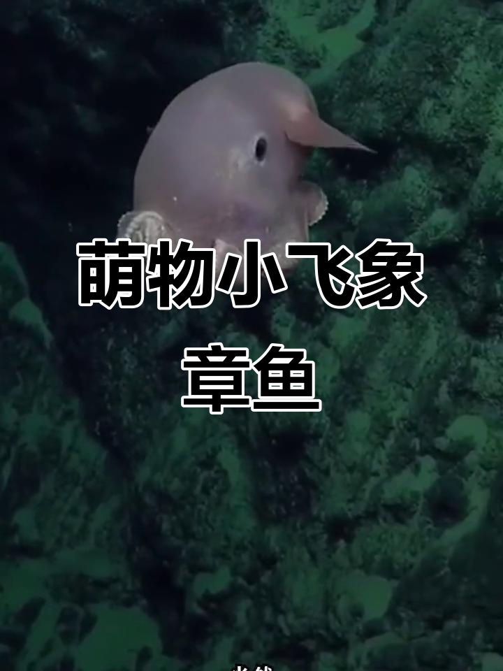 小飞象章鱼:最可爱的须烧科软体动物,竟然有耳朵!