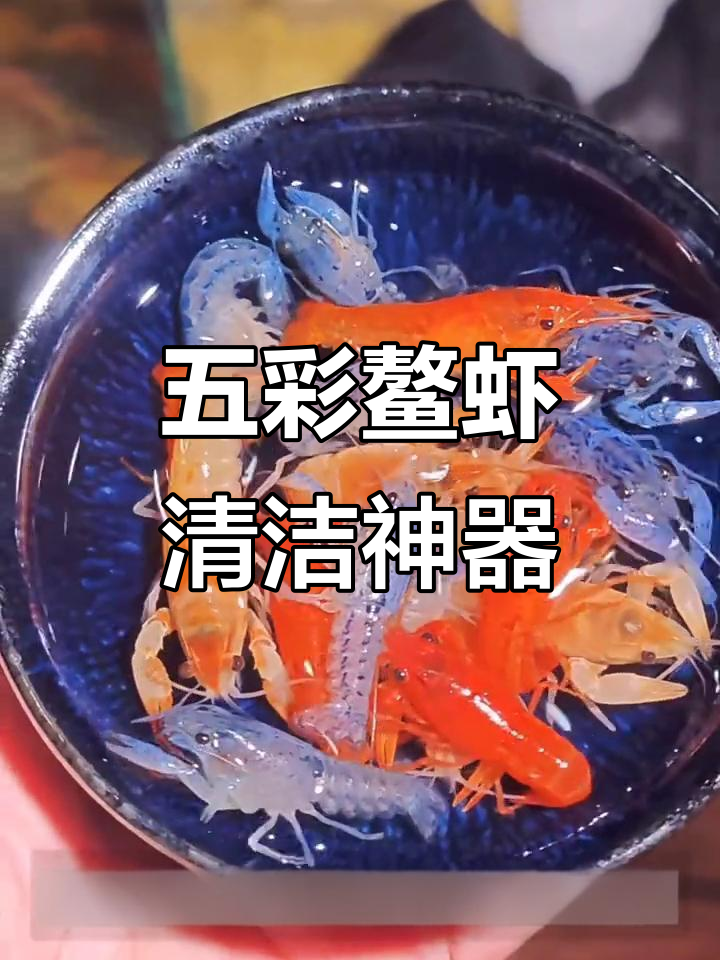 五彩鳌虾,轻松清理鱼缸垃圾,适合懒人养殖