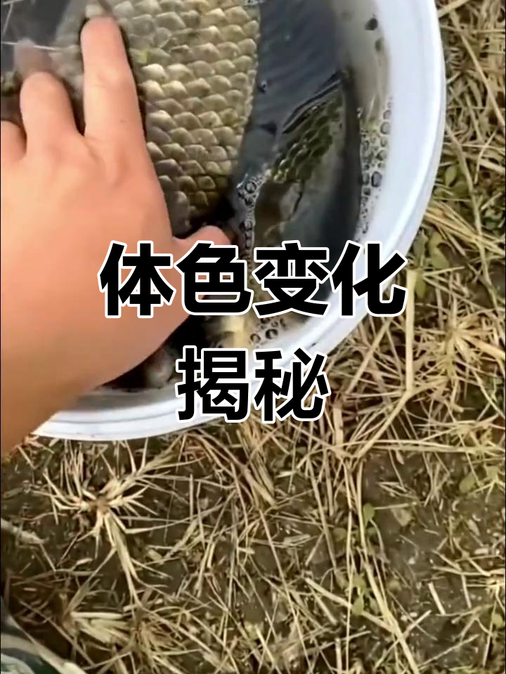 黄金大板鲫真的是野生吗?