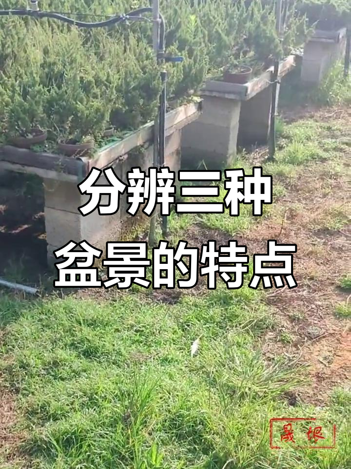 如何区分济州真柏、八房系鱼川与宫坂系鱼川